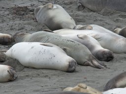2008Elephant-Seals-14